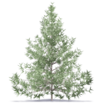 fir tree 2