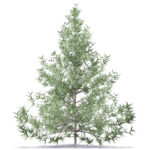 fir tree 2