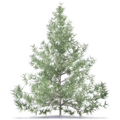 Image for Fir Tree 2
