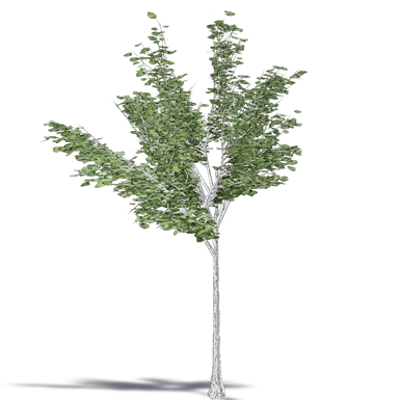 画像 Paper Birch Canoe Birch