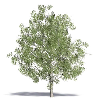 画像 Cappadocian Maple