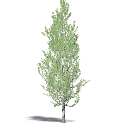 White Poplar pyramidal 이미지