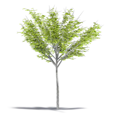 Image for Smoothleaf Elm