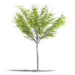 ulmus carpinifolia
