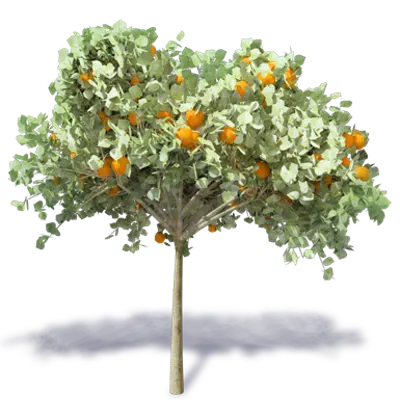 Immagine per Arbol de Naranja 2