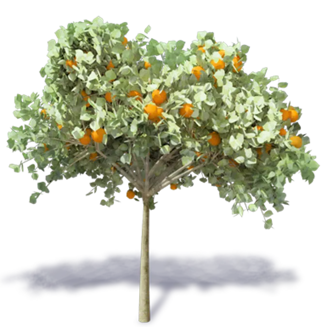 Arbol de Naranja 2