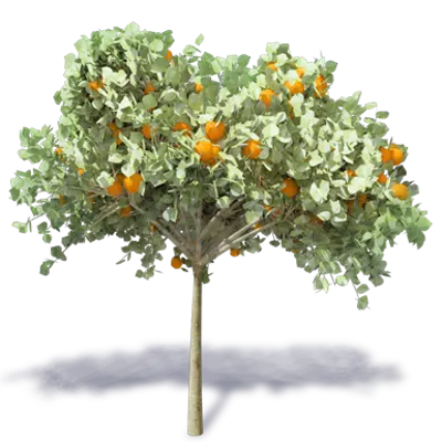 Image for Orange Tree 2