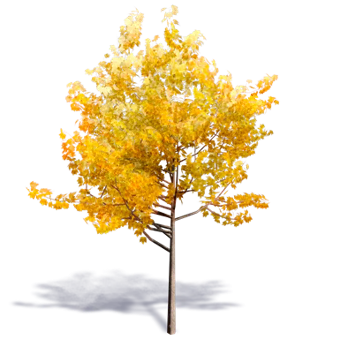 generic autumn tree 1