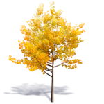 generic autumn tree 1
