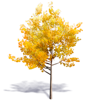 afbeelding voor Generic Autumn Tree 1