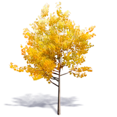 bild för Generic Autumn Tree 1