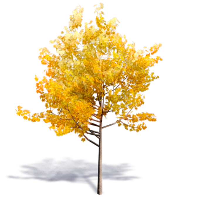 Generic Autumn Tree 1