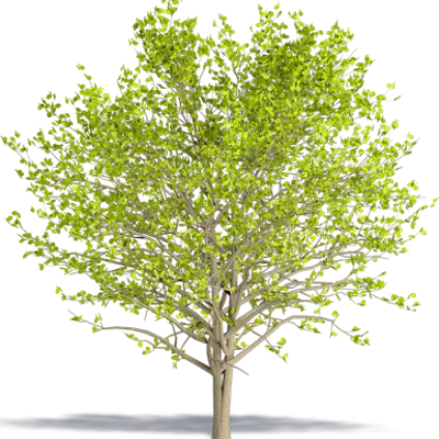 Image pour Alnus glutinosa