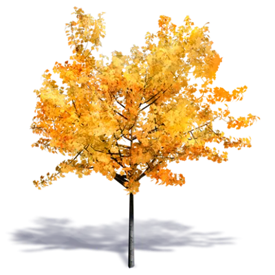 Image for Generic Autumn Tree 2