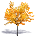 generic autumn tree 2