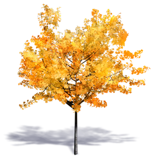 arbre generique automne 2