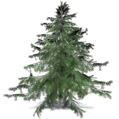 Image for Cyprus cedar