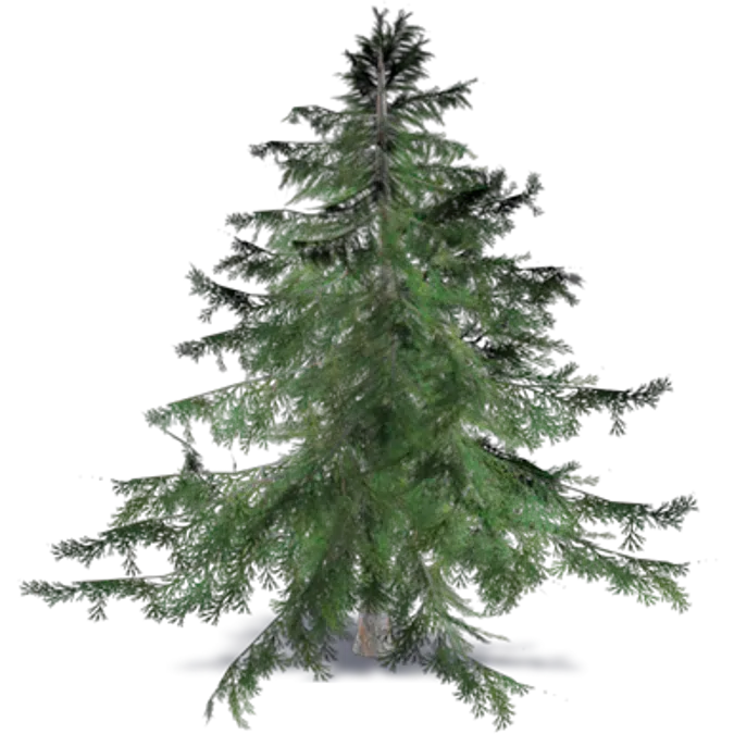 cyprus cedar