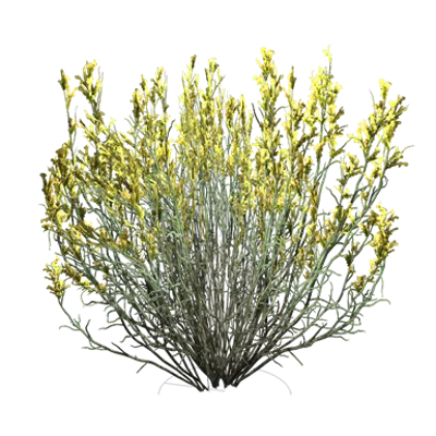 画像 Spanish Broom