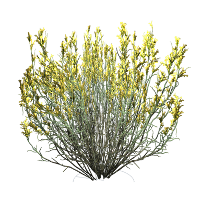 BIM objects Free download! Spanish Broom BIMobject