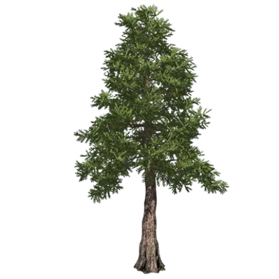 画像 Western red cedar