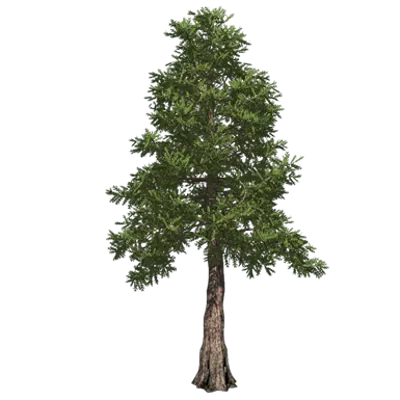 Image for Western red cedar
