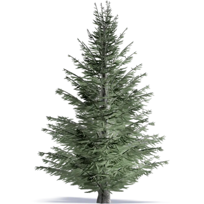 Noble Fir