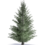 noble fir