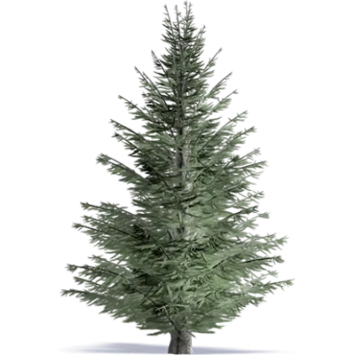 Image for Noble Fir