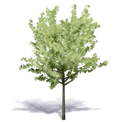 bilde for Generic Summer Tree 4