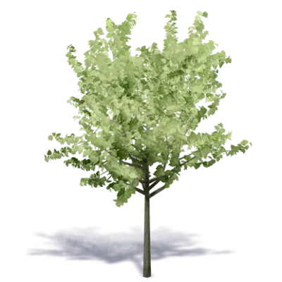 Image for Generic Summer Tree 4