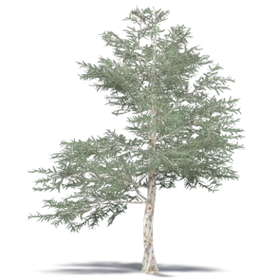 Image for Japanese Red Pine