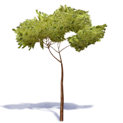 изображение для Stone Pine Tree 2