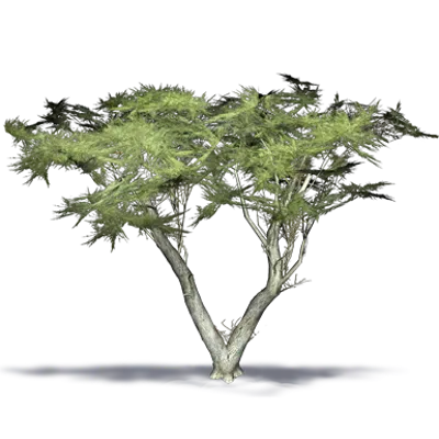 画像 Monterey Cypress