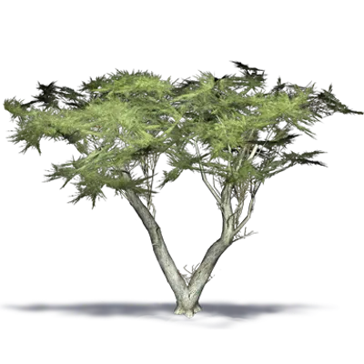 Image for Monterey Cypress