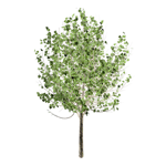 lasiocarpa poplar