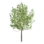 populus lasiocarpa
