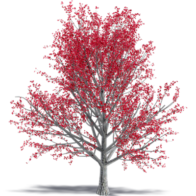 Image for Paperbark Maple