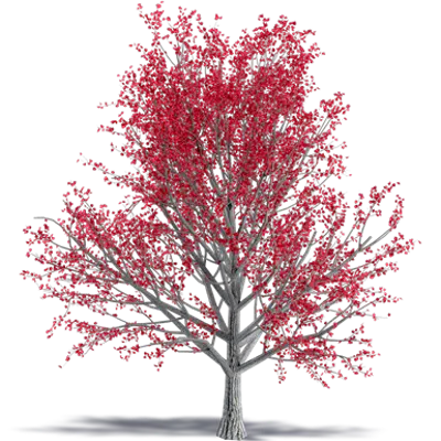 Image for Paperbark Maple