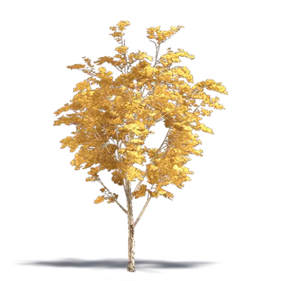 Image for Sawtooth Oak