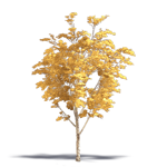 chêne du japon à feuilles de châtaignier