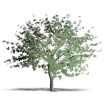 画像 Carob Tree