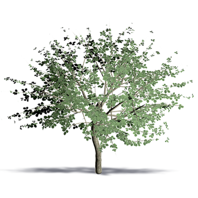Carob Tree
