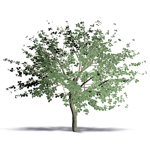 carob tree