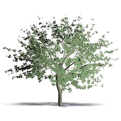 Image for Carob Tree