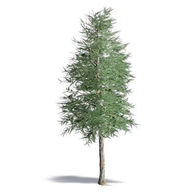 画像 Japanese Larch