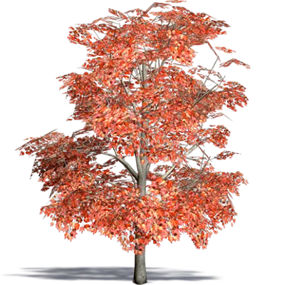 Image pour Acer rubrum