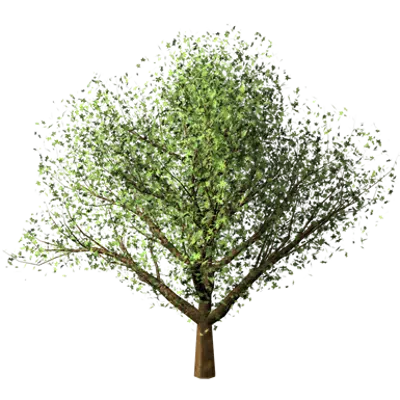 imazhi i Chestnut Tree