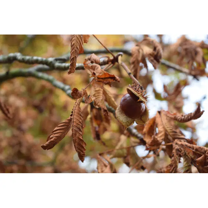 Chestnut Tree