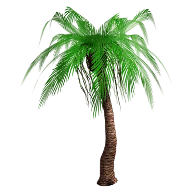 Image pour Palm tree